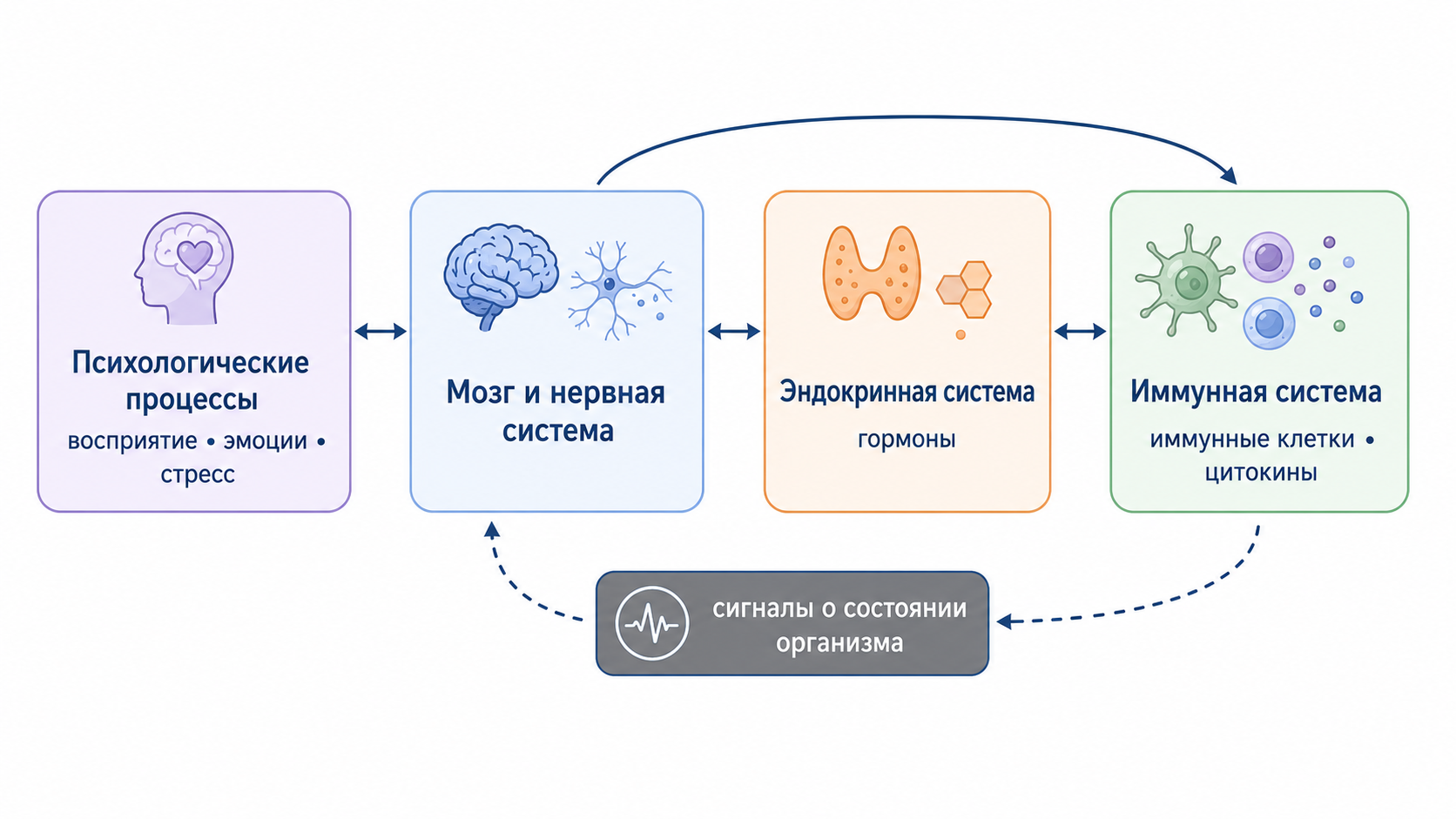 Схема: четыре участника психонейроиммунологии