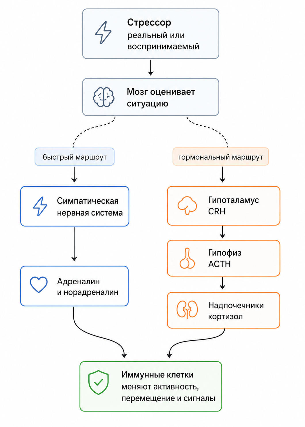 Схема: как стресс достигает иммунной системы
