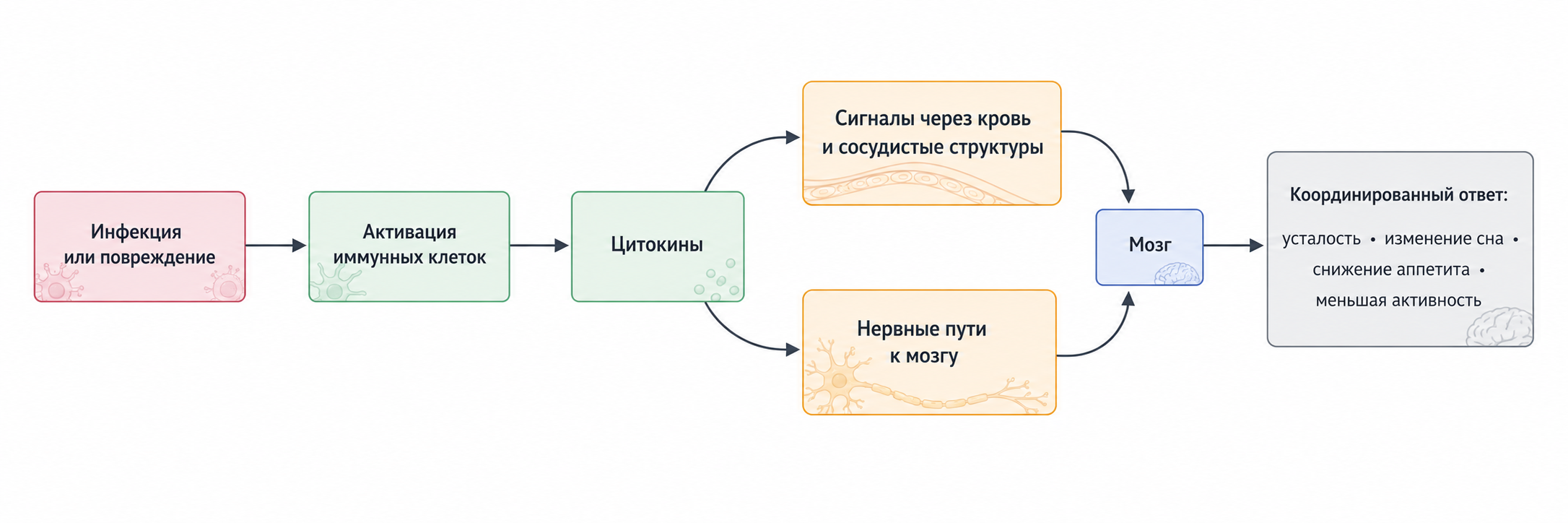 Схема: иммунная система отвечает мозгу