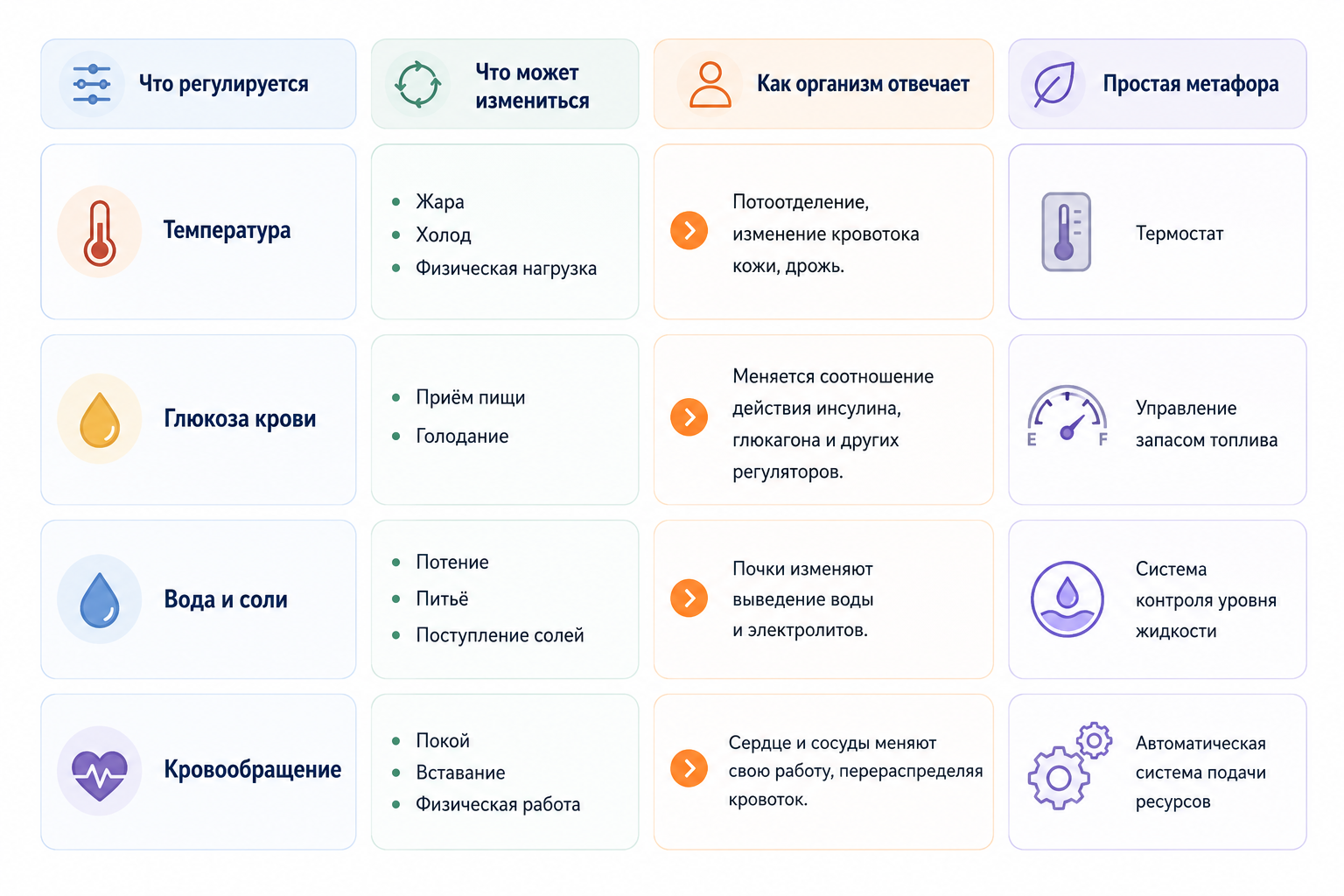 Инфографика: примеры гомеостаза — температура, глюкоза, вода и соли, кровообращение