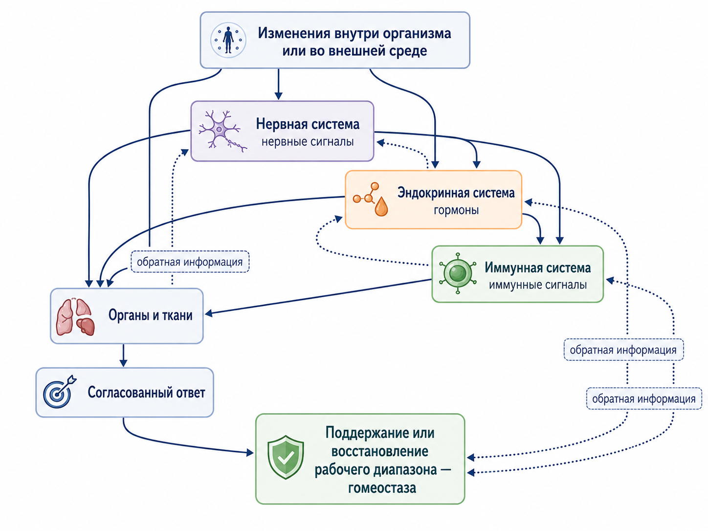 Схема: регуляторная метасистема как сеть координации