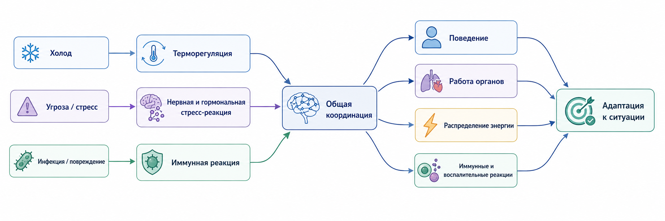 Схема: холод, стресс и иммунный сигнал сходятся в общий ответ