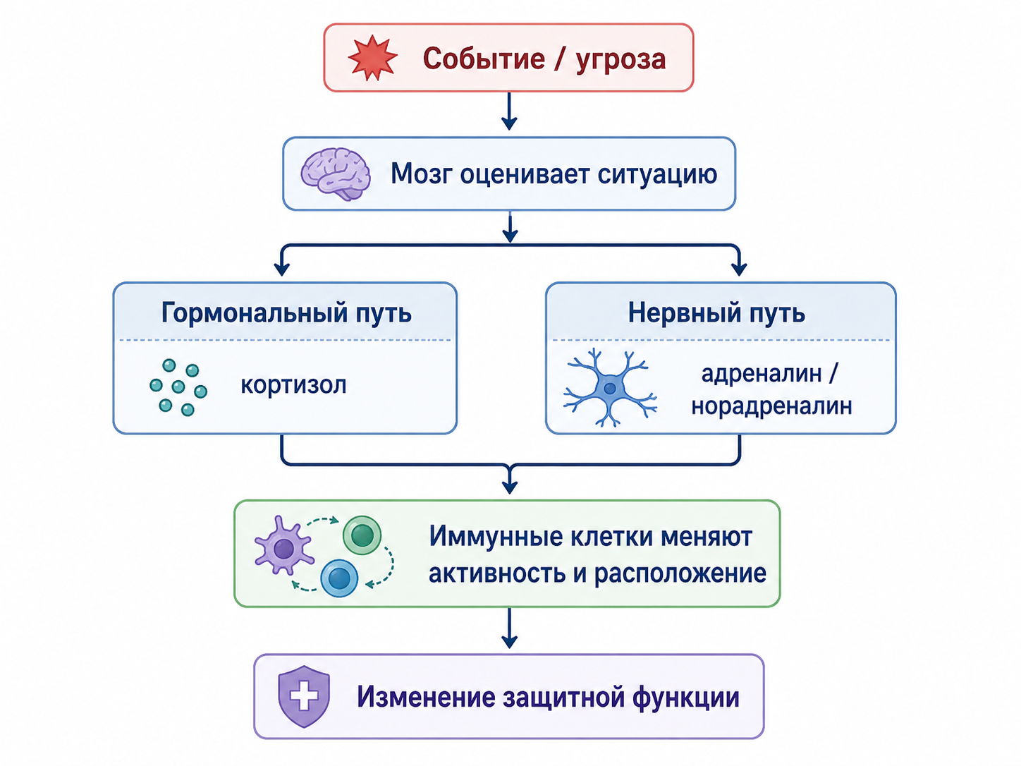 Схема: что происходит при стрессе