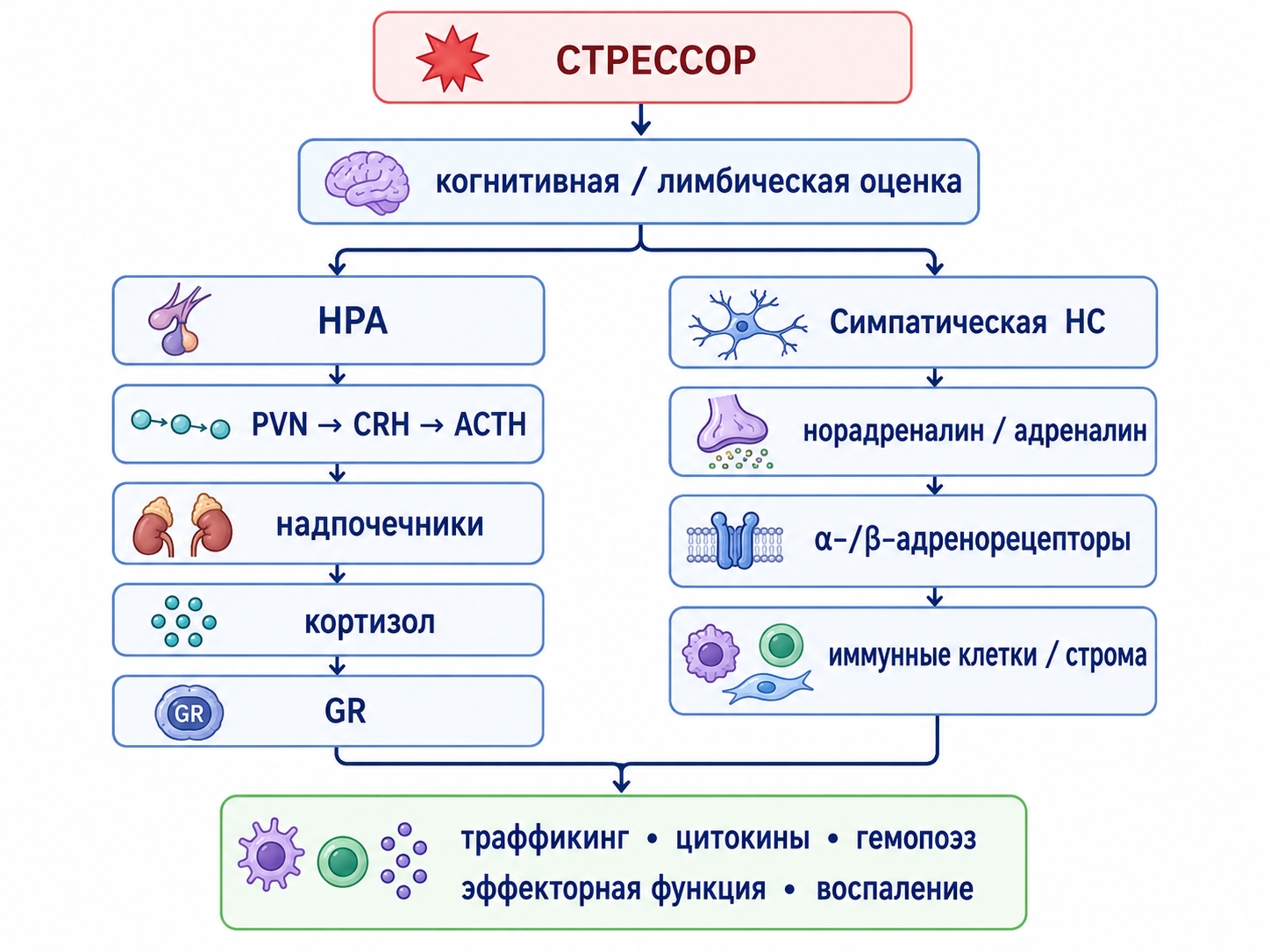 Схема: две эфферентные оси стресс-иммунной регуляции