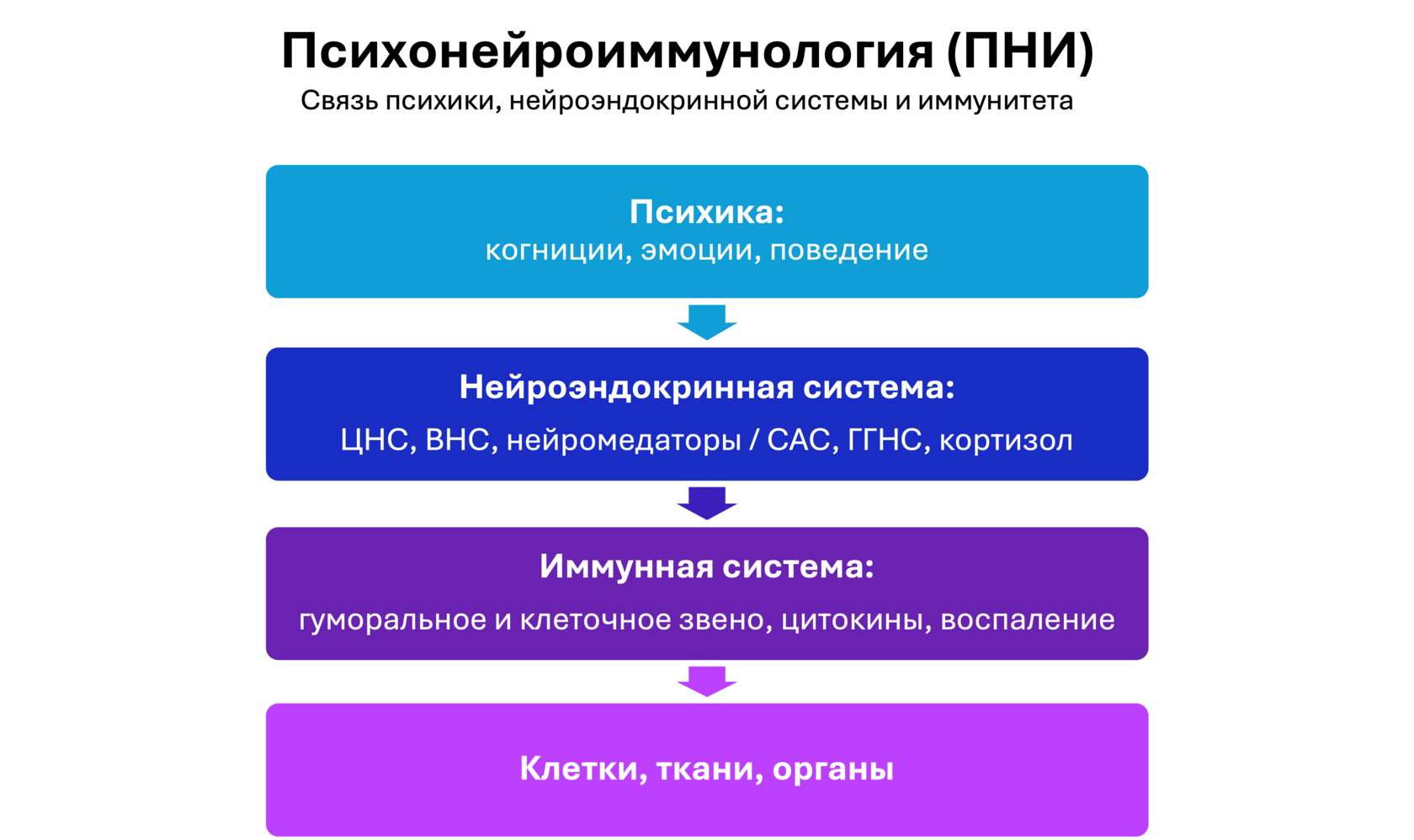 Схема взаимодействия психонейроиммунологических звеньев